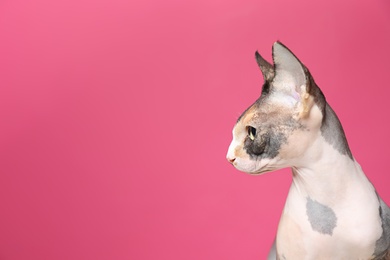 Cute sphynx cat on color background, space for text. Friendly pet