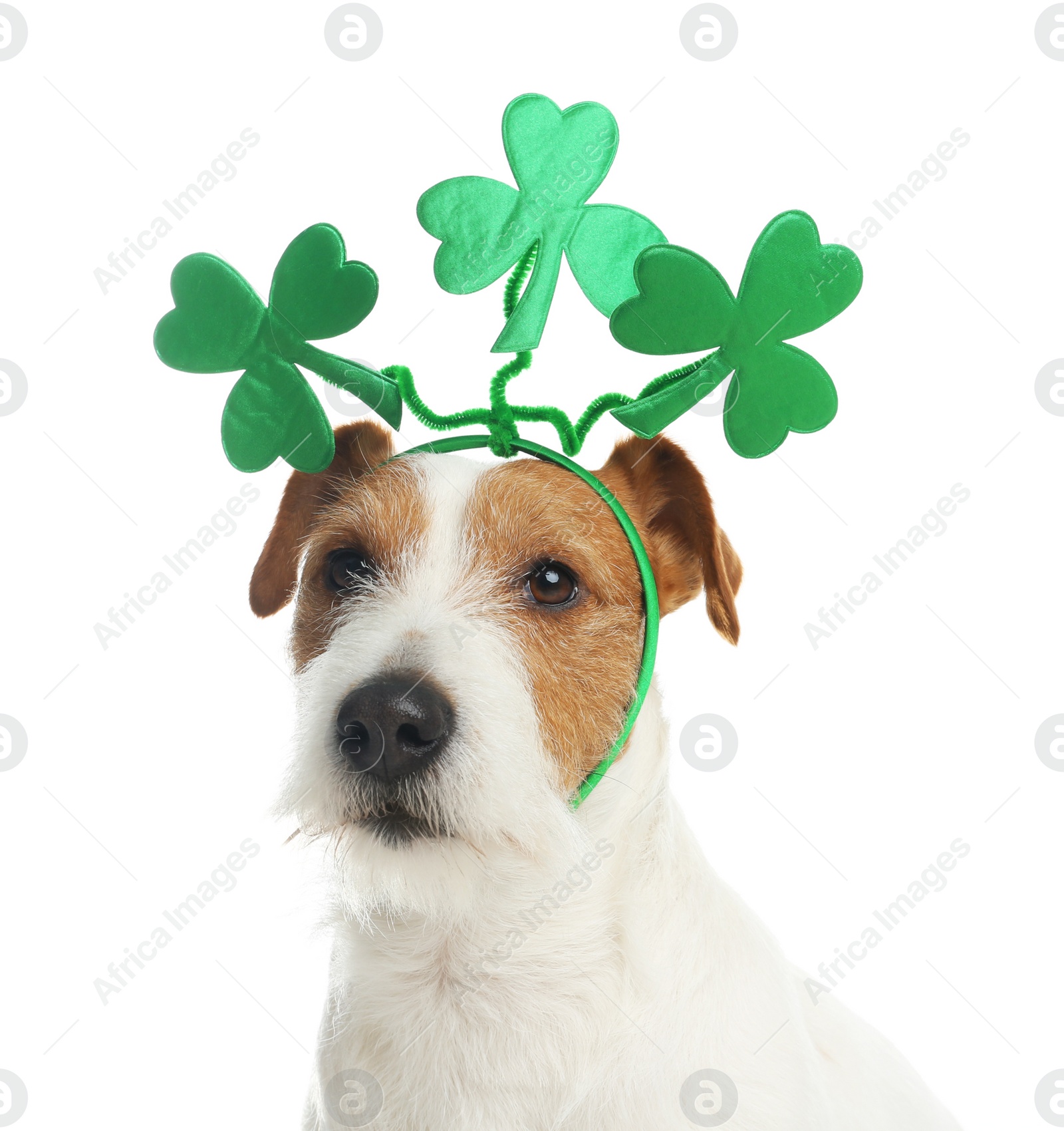 Photo of Jack Russell terrier with clover leaves headband on white background. St. Patrick's Day