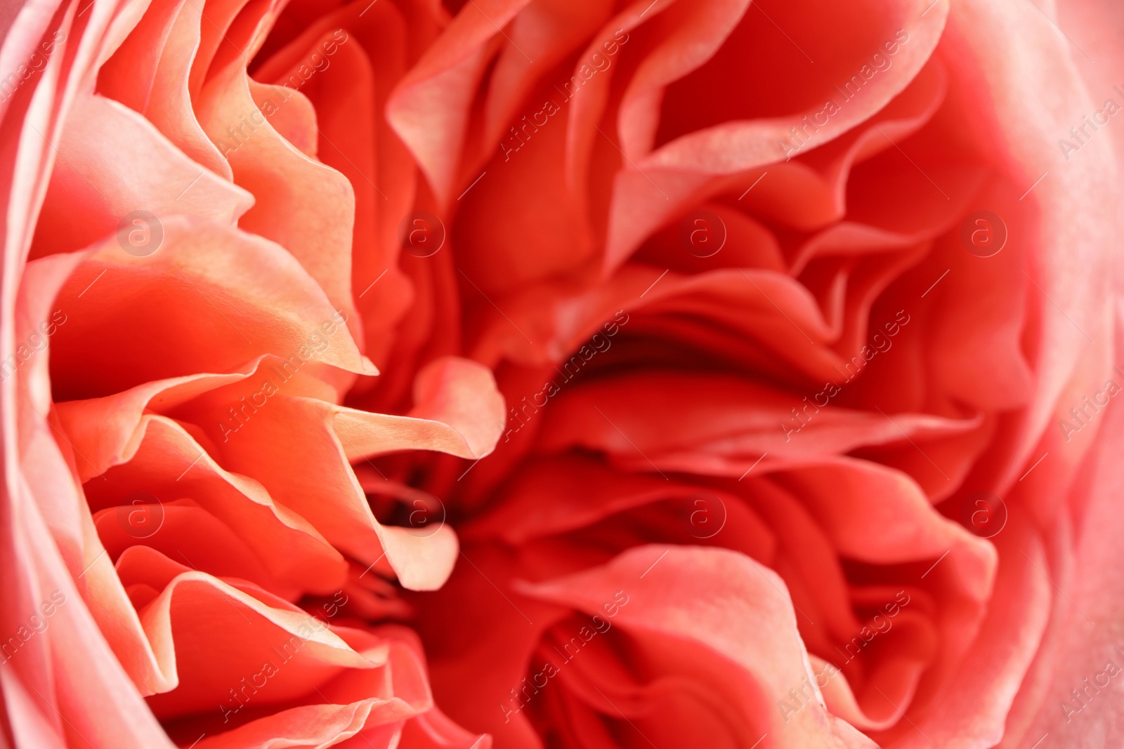 Photo of Closeup view of beautiful blooming rose as background. Floral decor