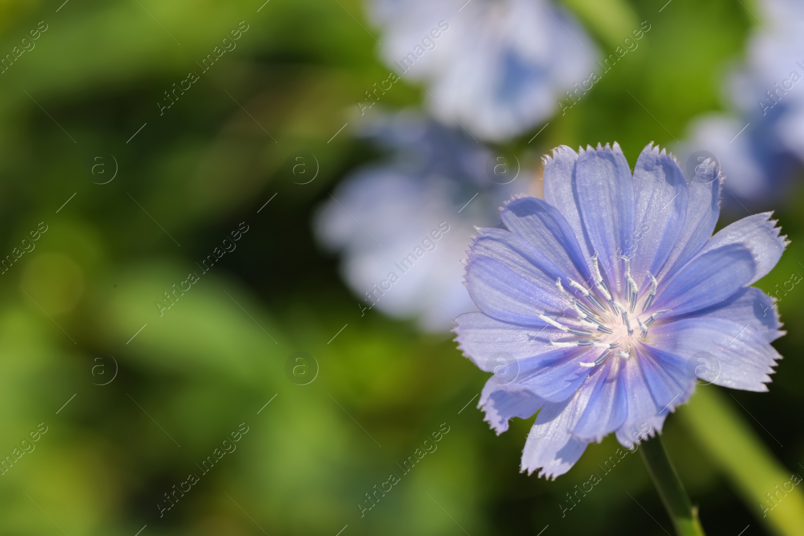 Photo of Beautiful blooming chicory flower growing outdoors, closeup. Space for text