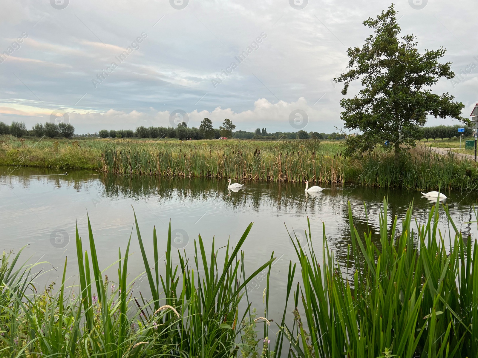 Photo of Beautiful view of swans on river, reeds and cloudy sky