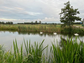 Photo of Beautiful view of swans on river, reeds and cloudy sky