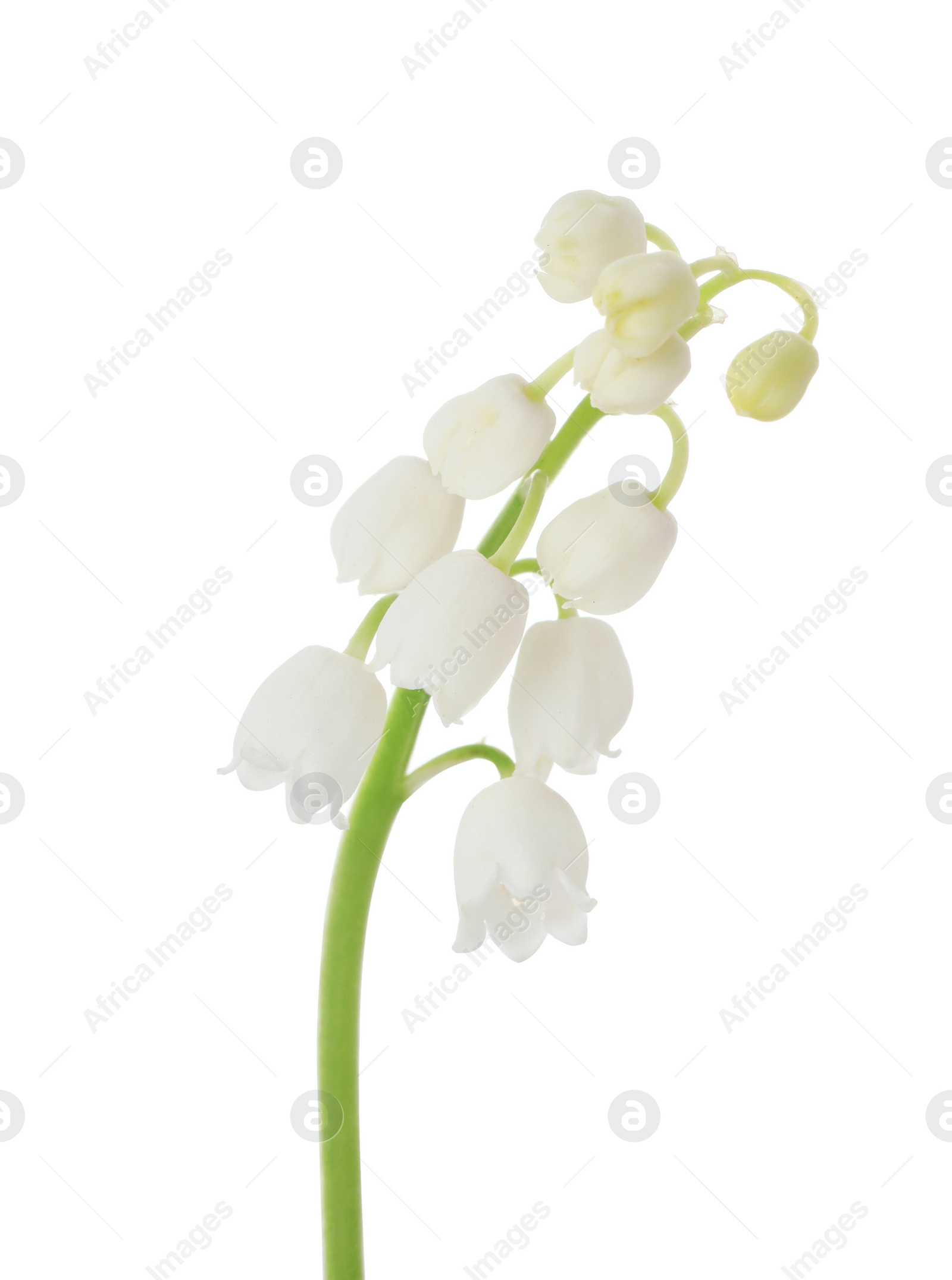 Photo of Beautiful lily of the valley isolated on white