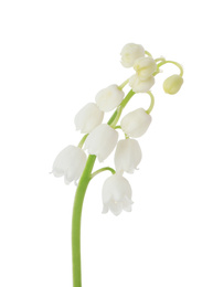 Beautiful lily of the valley isolated on white