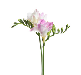 Photo of Beautiful colorful freesia flowers on white background