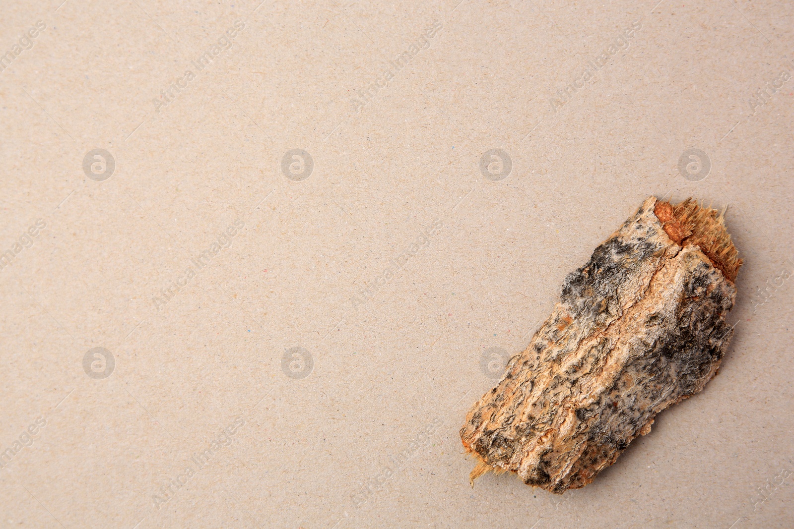 Photo of Tree bark piece on beige background, top view. Space for text