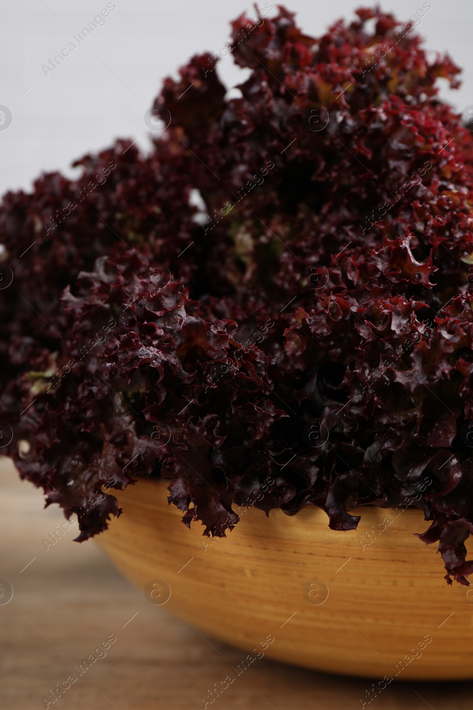 Photo of Bowl with fresh red coral lettuce on table, closeup