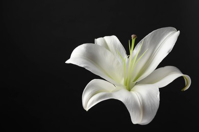 Beautiful white lily flower on black background, closeup. Space for text