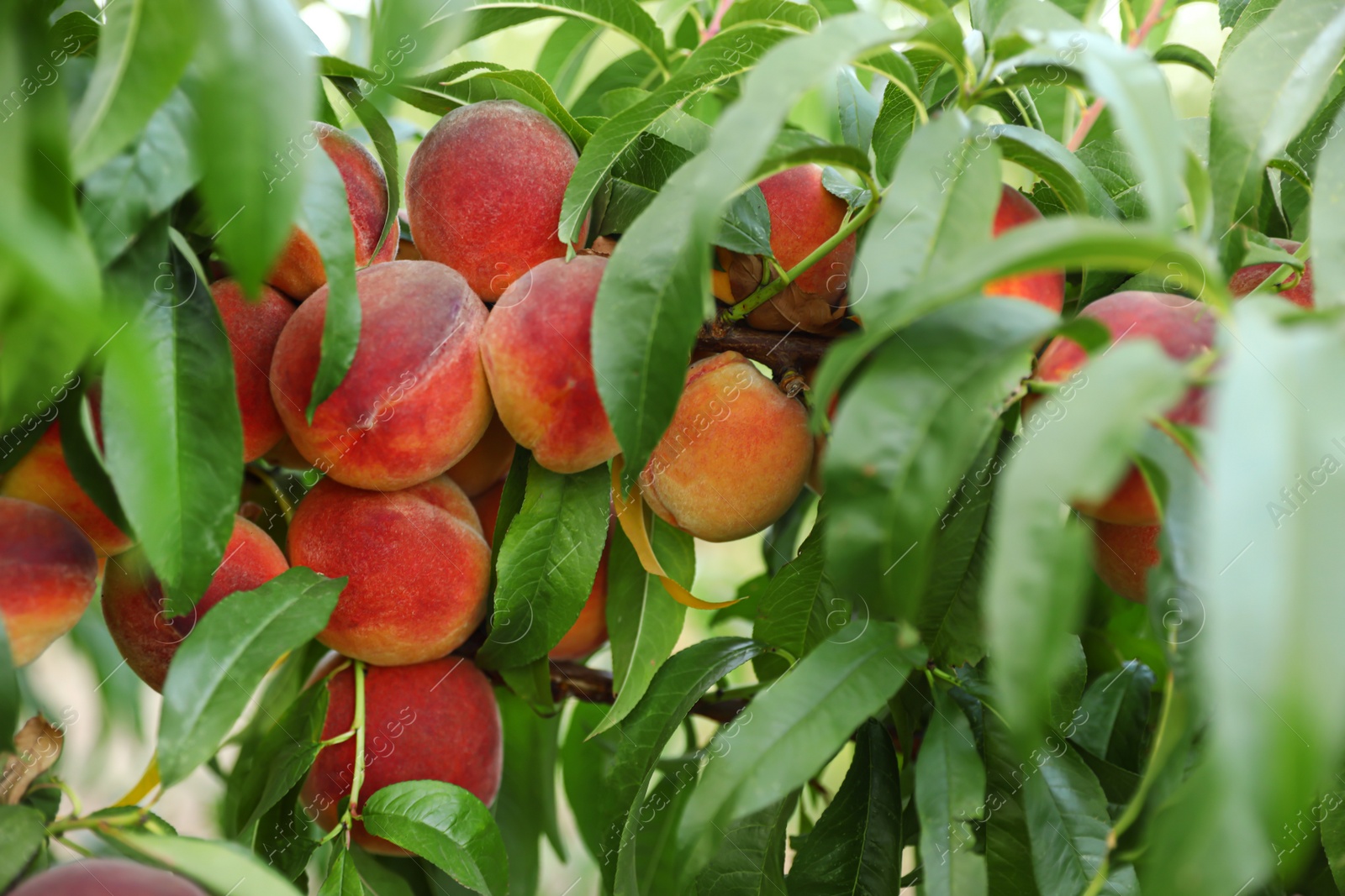 Photo of Fresh ripe peaches on tree in garden