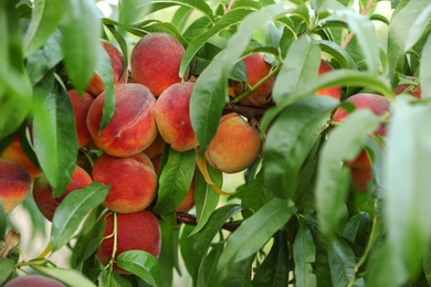 Fresh ripe peaches on tree in garden