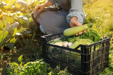 Woman harvesting different fresh ripe vegetables on farm, closeup