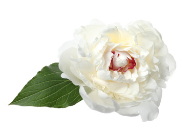 Photo of Beautiful fragrant peony flower isolated on white