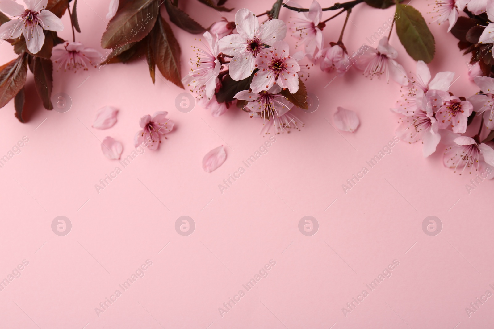 Photo of Spring tree branches with beautiful blossoms on pink background, top view. Space for text