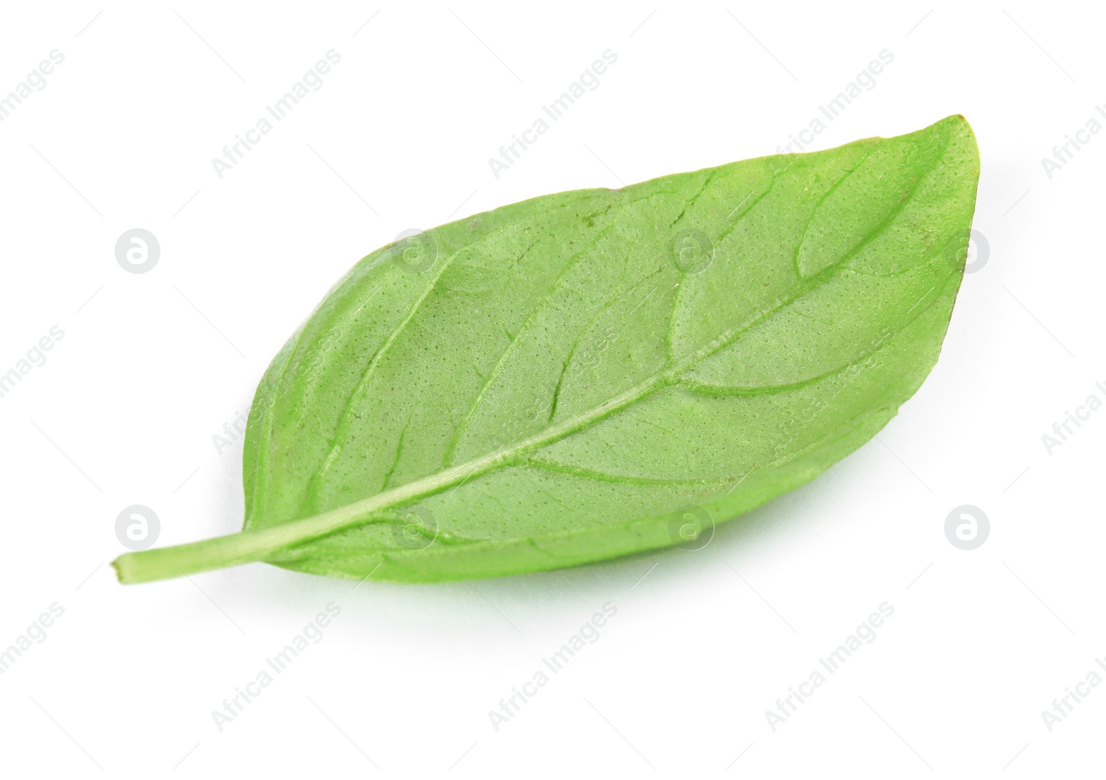 Photo of Fresh green basil leaf on white background