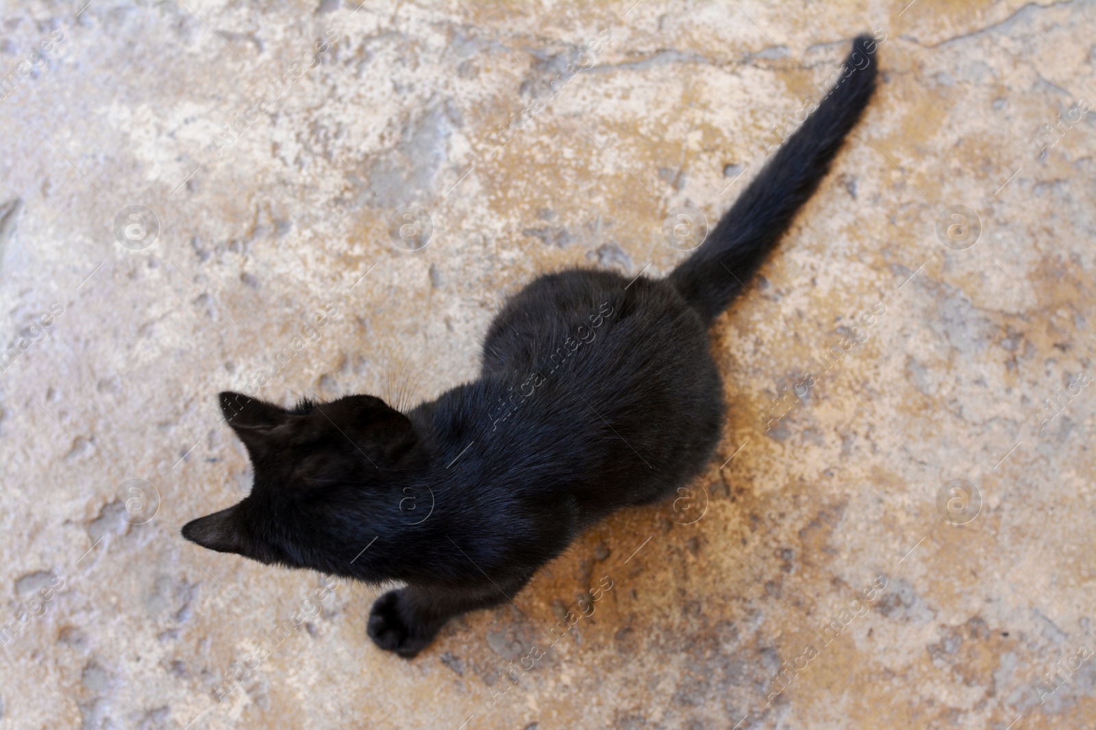 Photo of Cute stray cat sitting on stone surface outdoors, top view