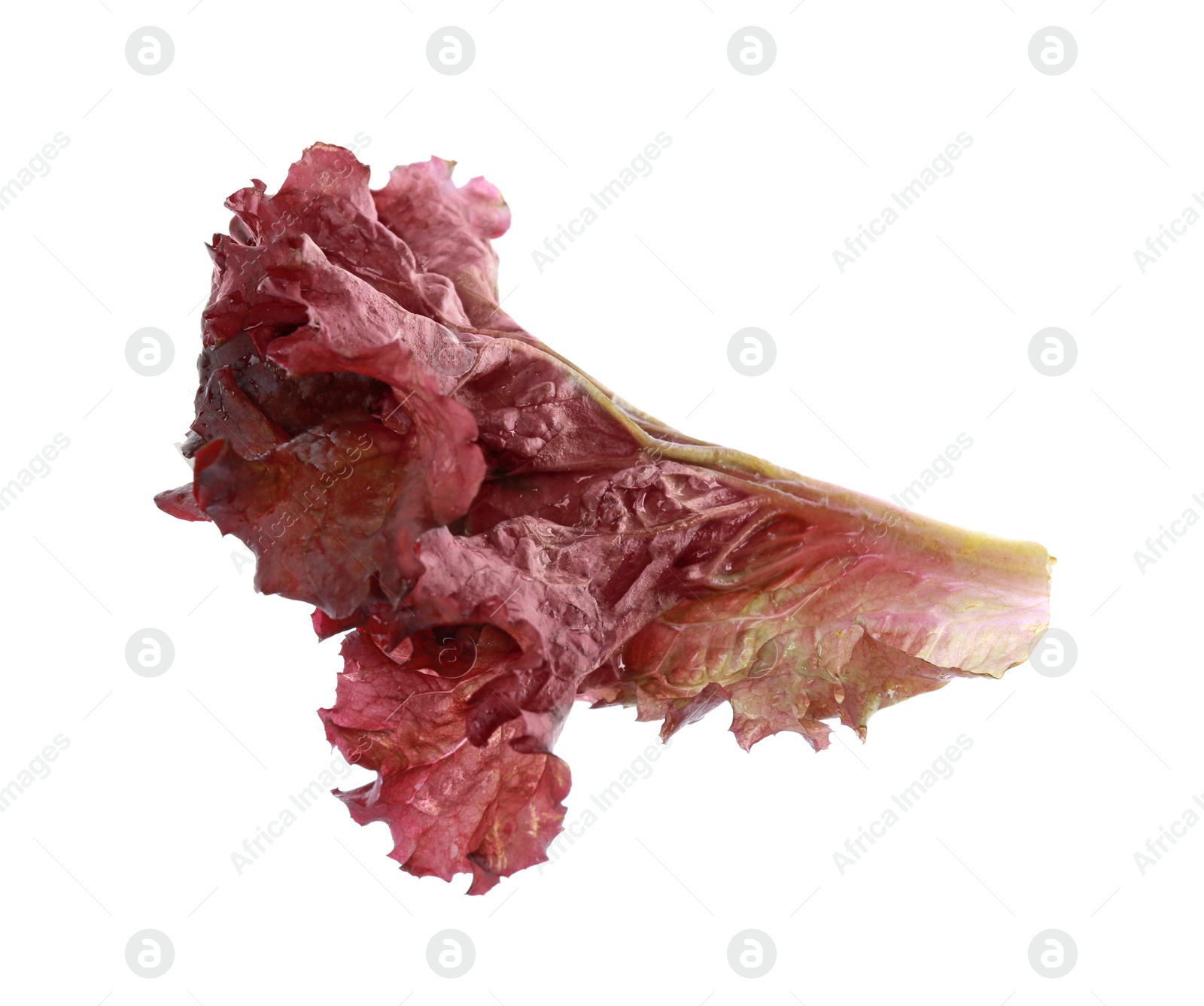 Photo of Leaf of fresh red coral lettuce isolated on white