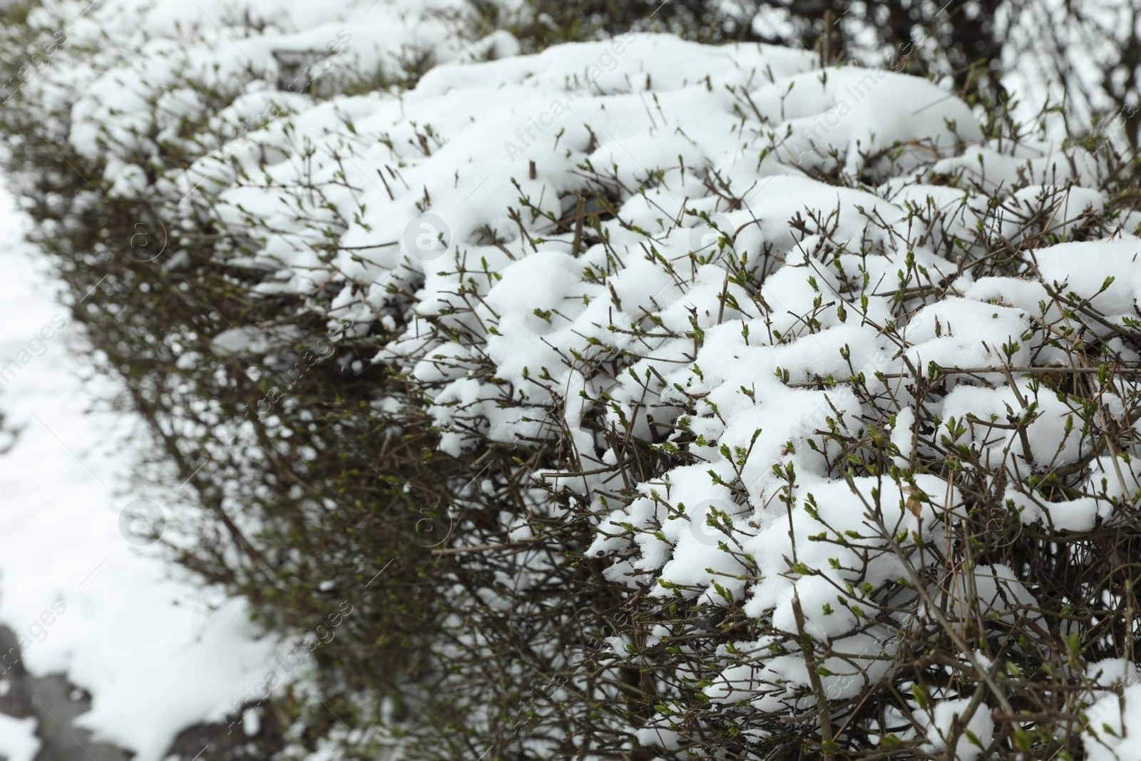 Photo of Bushes covered with snow outdoors on winter day, closeup