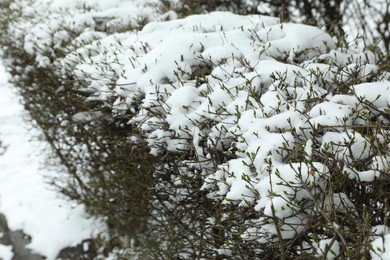 Bushes covered with snow outdoors on winter day, closeup