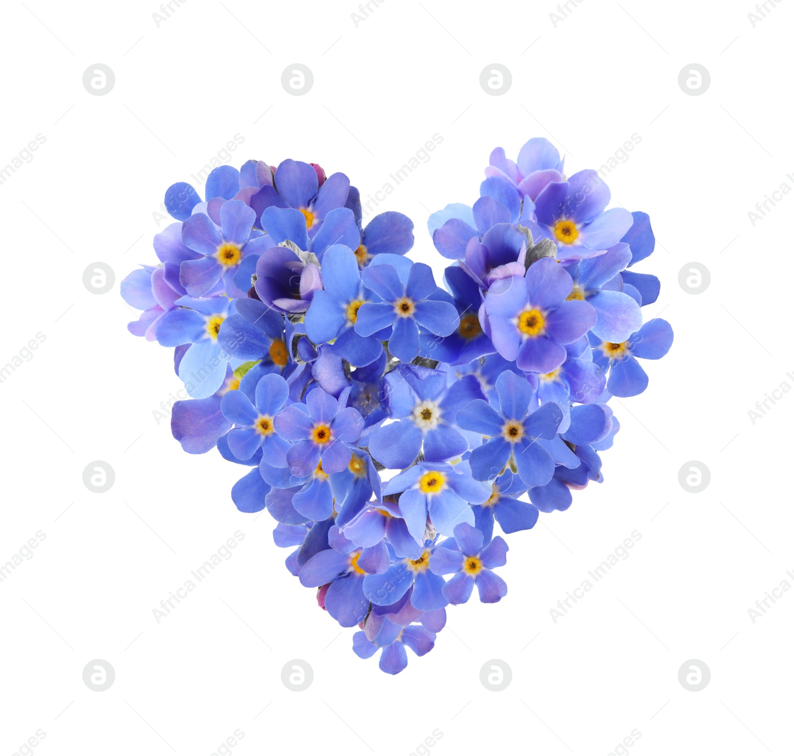 Image of Delicate blue forget me not flowers on white background