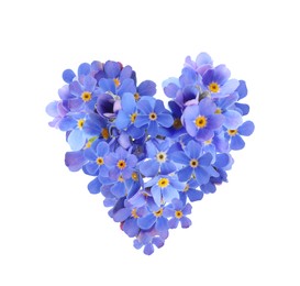 Image of Delicate blue forget me not flowers on white background