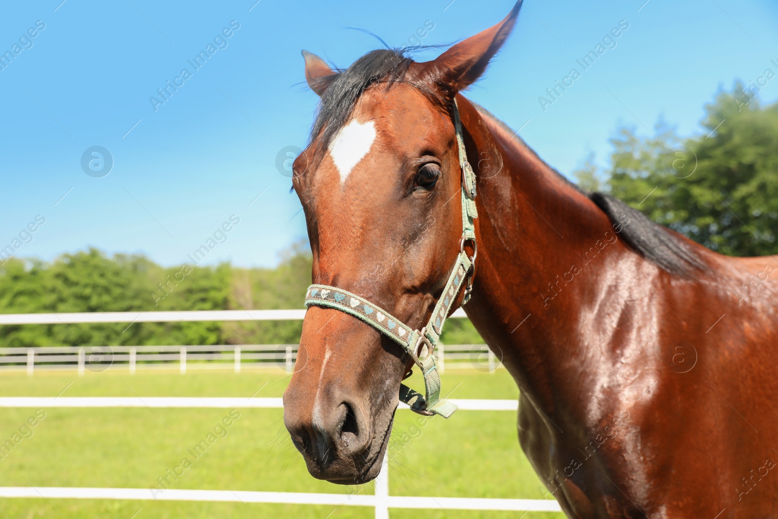 Photo of Bay horse in paddock on sunny day. Beautiful pet