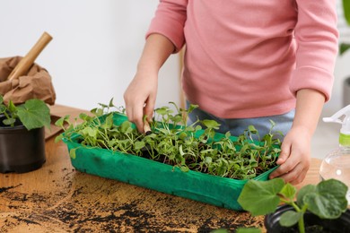 Photo of Little girl planting seedlings in plastic container at wooden table indoors, closeup