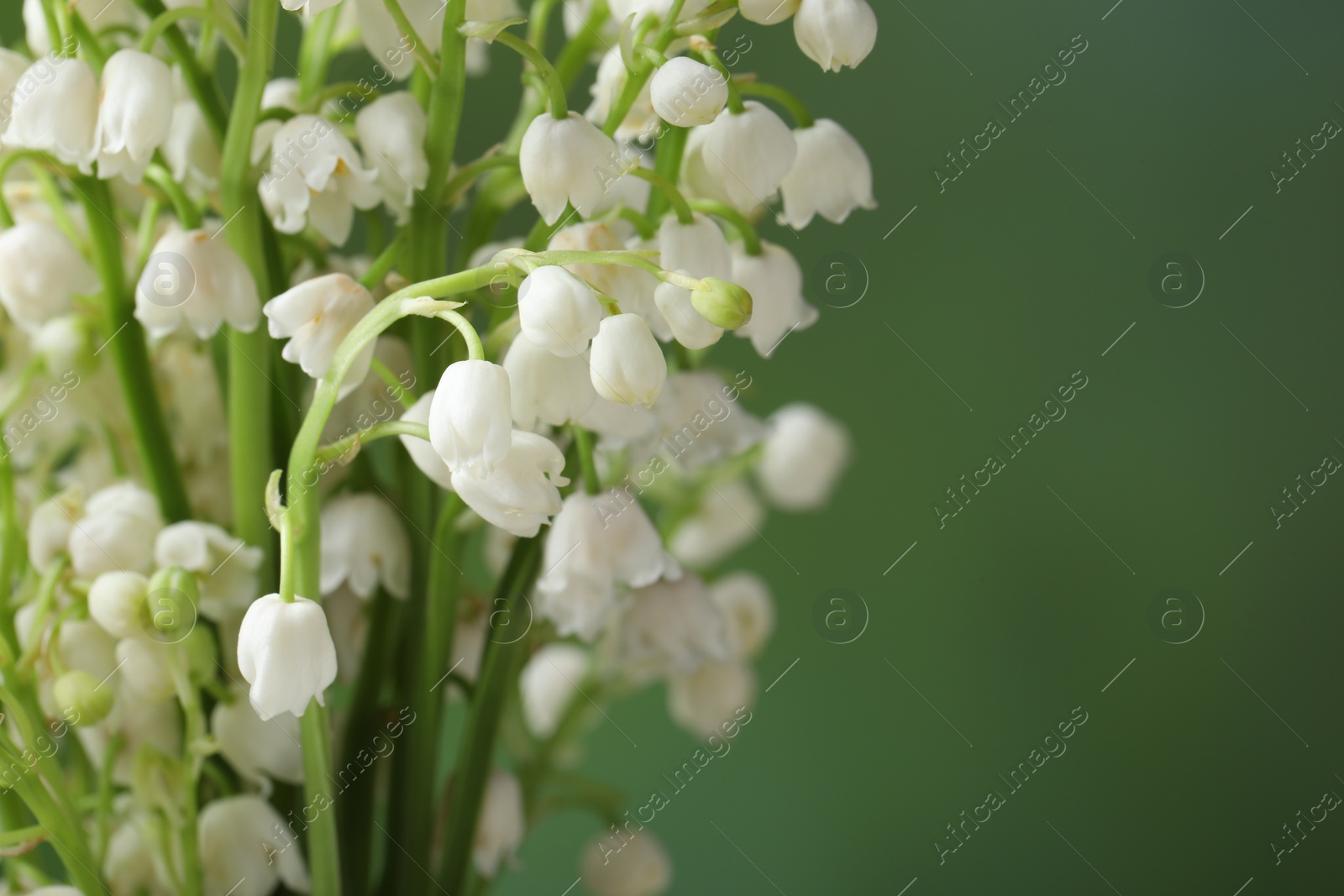 Photo of Beautiful lily of the valley flowers on blurred green background, closeup. Space for text