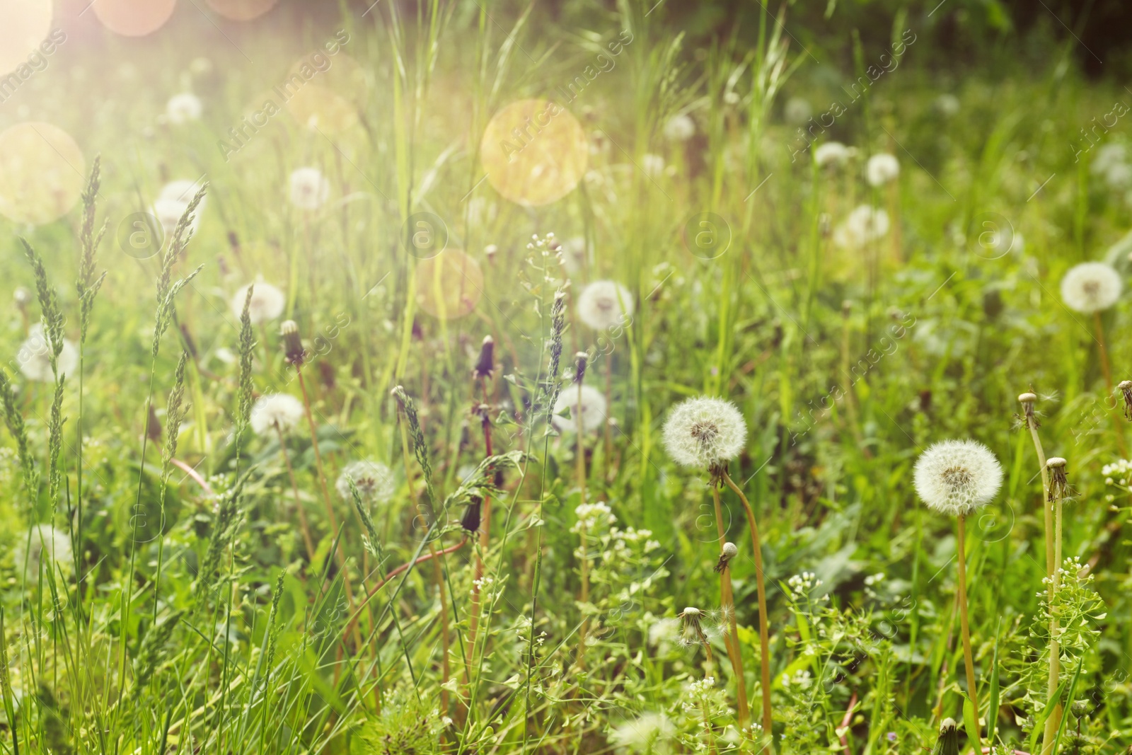 Photo of Many fluffy dandelions growing in green grass outdoors