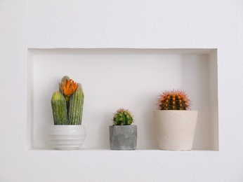 Photo of Beautiful different cacti as decoration in niche