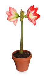 Photo of Beautiful red amaryllis flower isolated on white