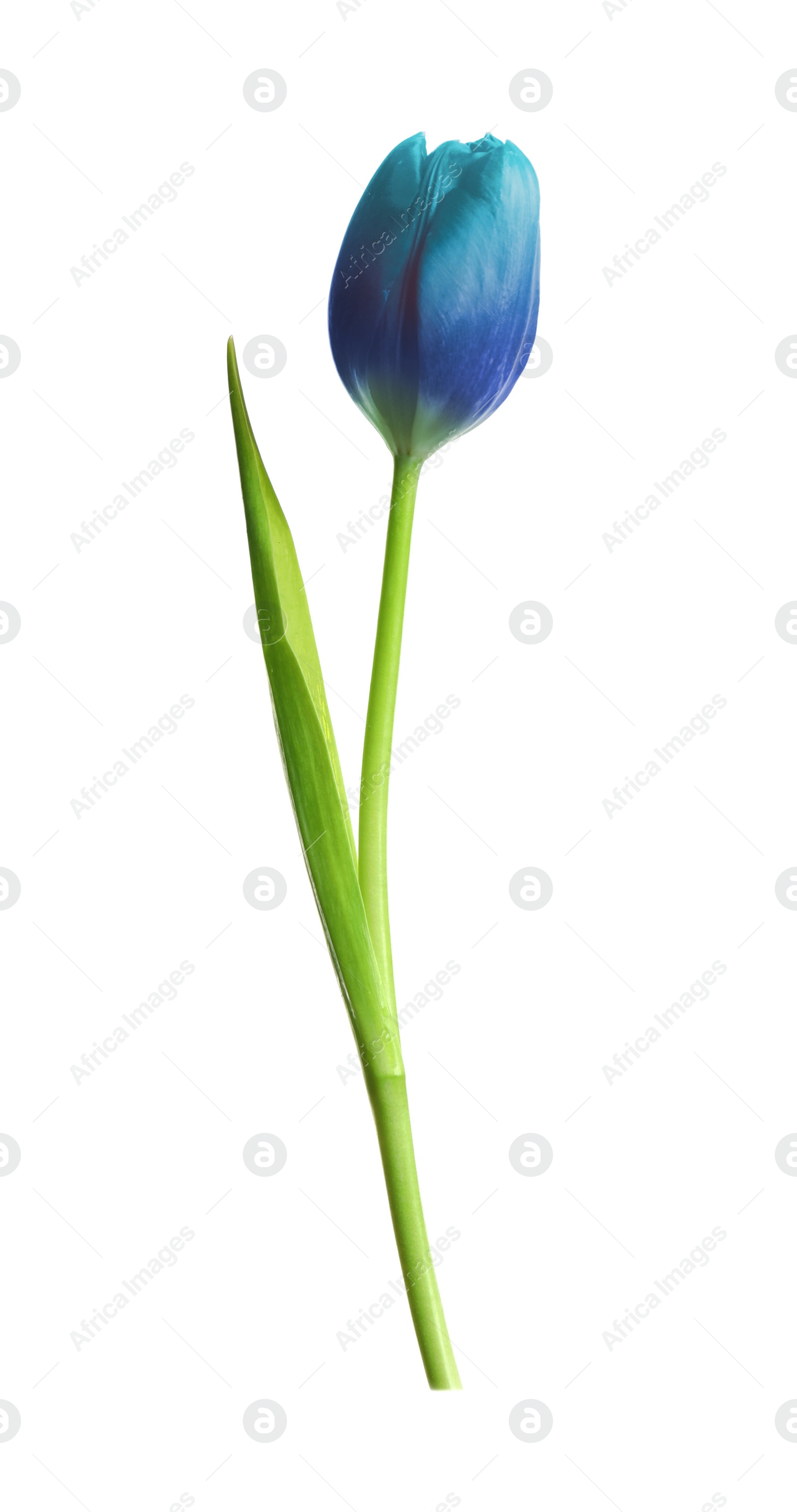 Image of Beautiful blue tulip isolated on white. Bright flower