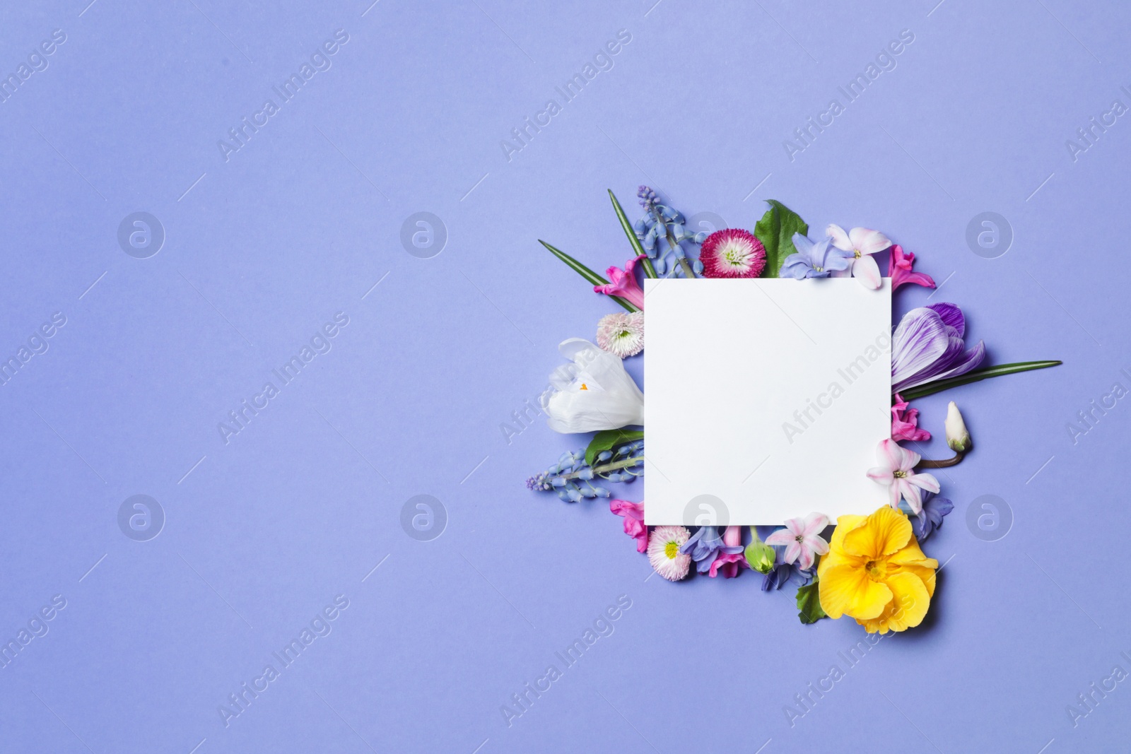 Photo of Flat lay composition with spring hyacinth flowers and blank card on color background, space for text