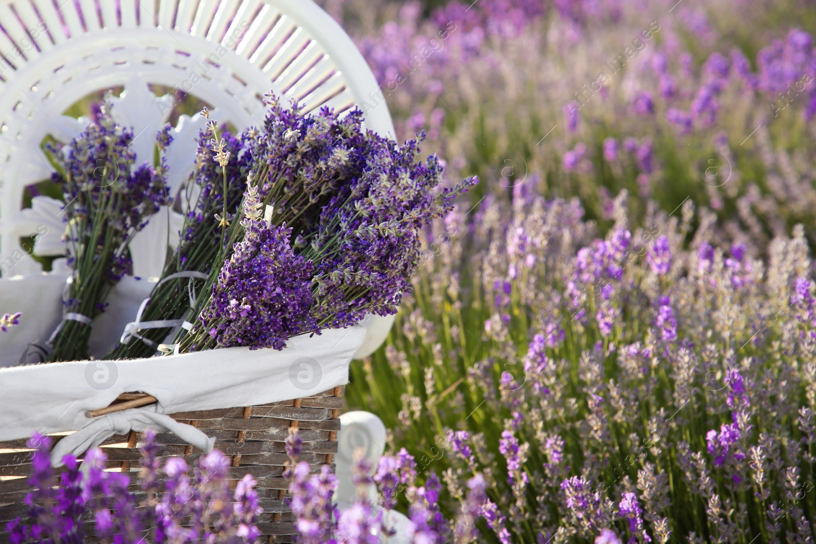 Photo of Wicker box with beautiful lavender flowers on chair in field, space for text