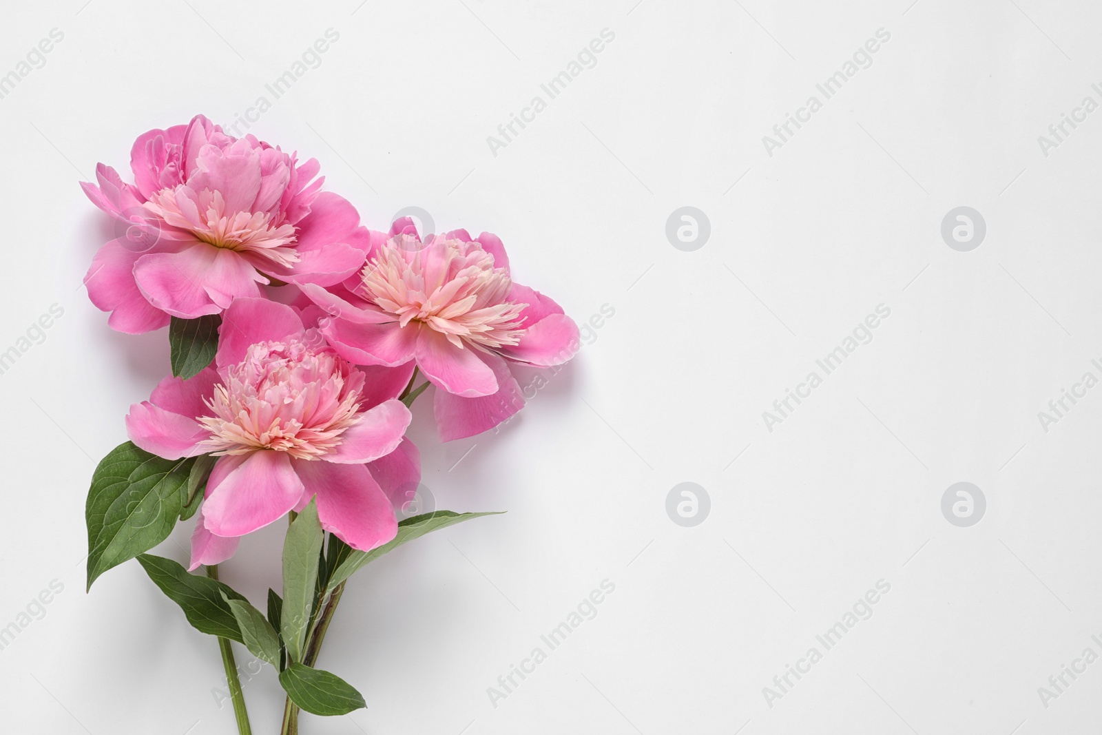 Photo of Beautiful fresh peony flowers with leaves on white background, top view