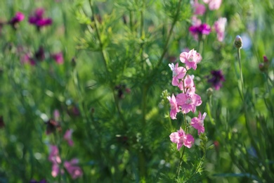 Photo of Beautiful wild flowers outdoors on sunny day, space for text. Amazing nature in summer
