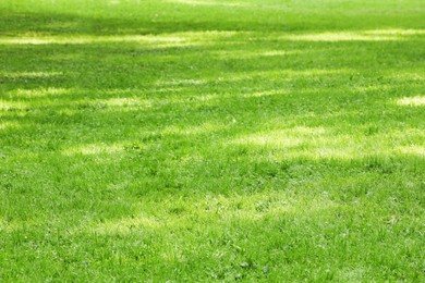 Photo of Fresh green grass growing outdoors in summer