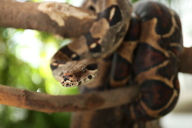 Photo of Brown boa constrictor on tree branch outdoors