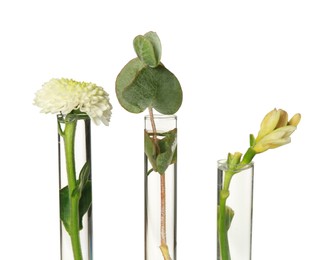 Photo of Different plants in test tubes on white background