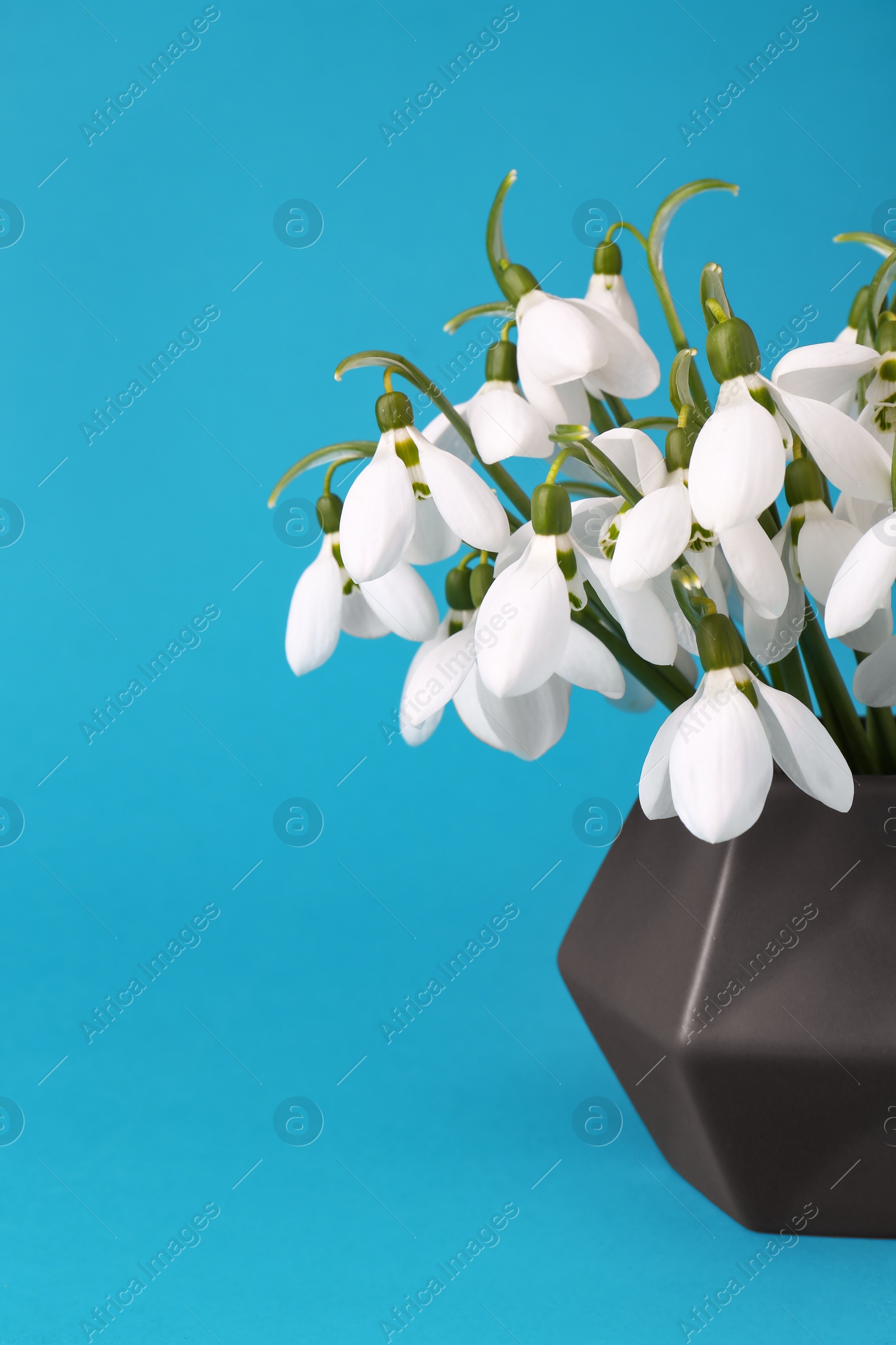 Photo of Beautiful snowdrops in vase on light blue background, space for text