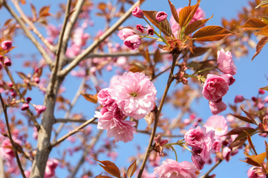 Photo of Closeup view of sakura tree with beautiful blossom outdoors. Japanese cherry