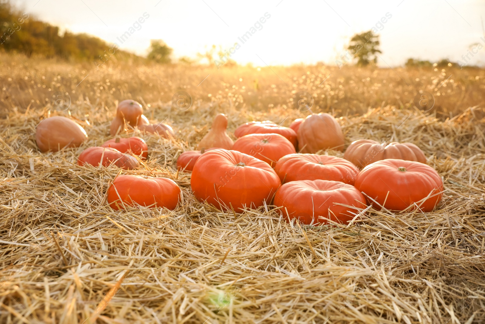 Photo of Ripe orange pumpkins among straw in field