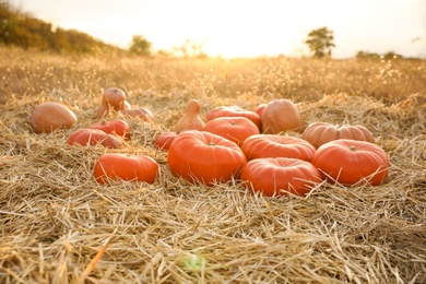 Photo of Ripe orange pumpkins among straw in field