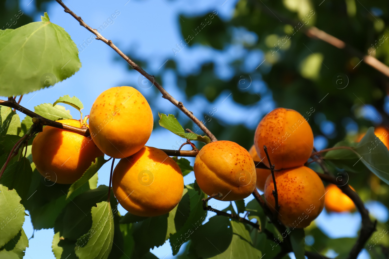 Photo of Tree branch with sweet ripe apricots outdoors, closeup view