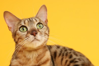 Photo of Cute Bengal cat on orange background, closeup. Space for text