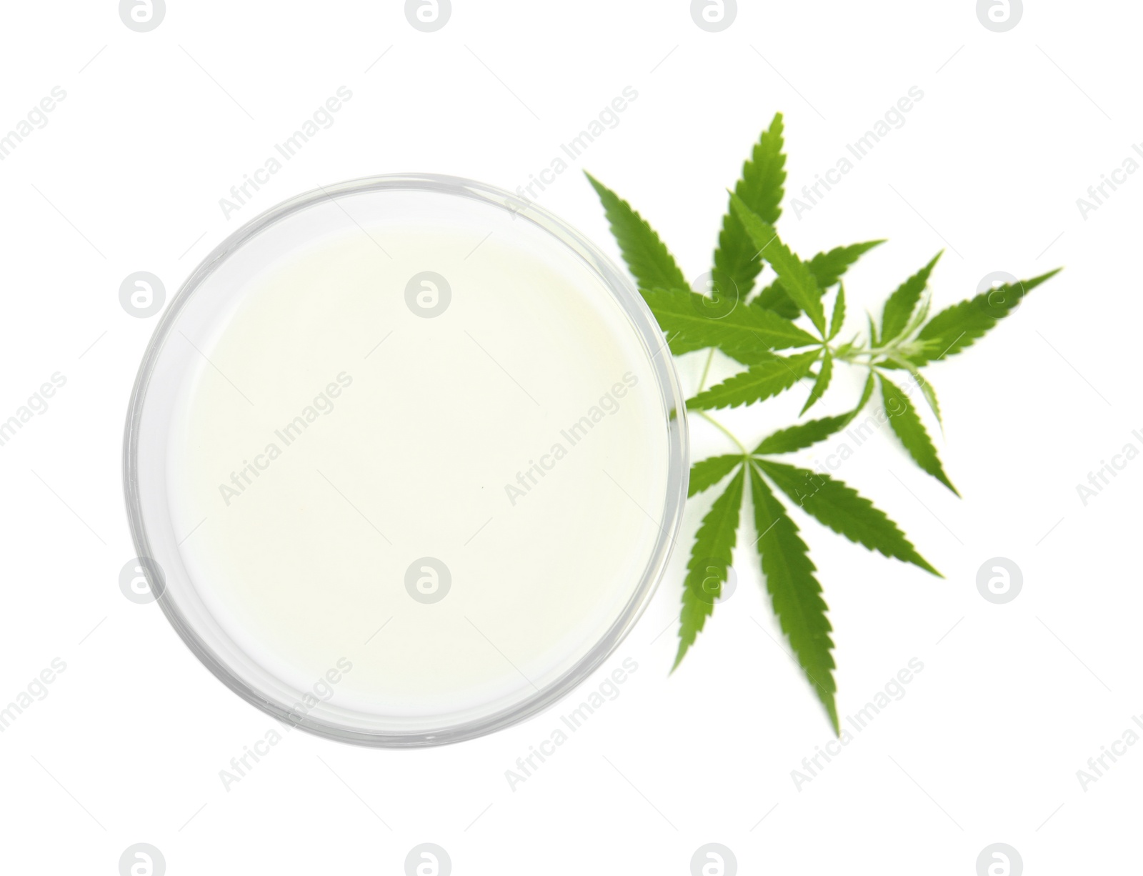 Photo of Glass of hemp milk and green leaves on white background, top view