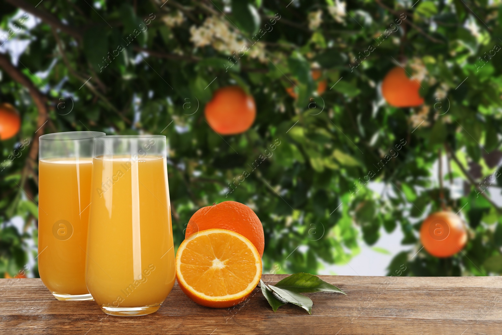 Image of Fresh orange juice on wooden table in orchard. Space for text