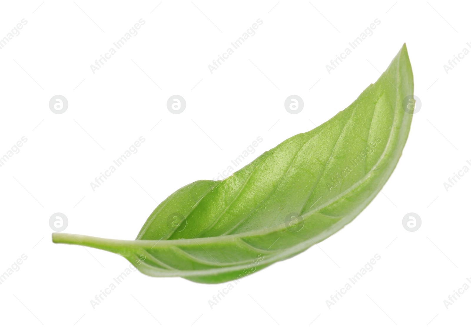 Photo of One green basil leaf isolated on white