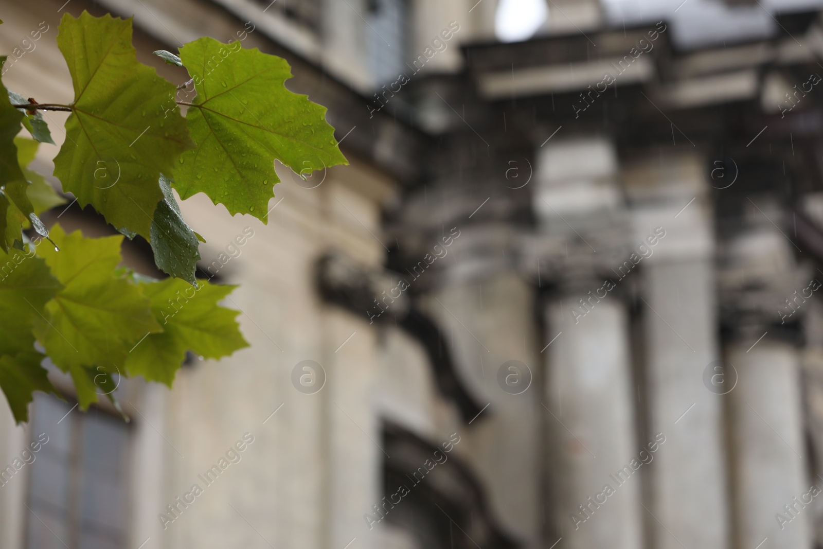 Photo of Green leaves with raindrops growing on tree outdoors, closeup. Space for text