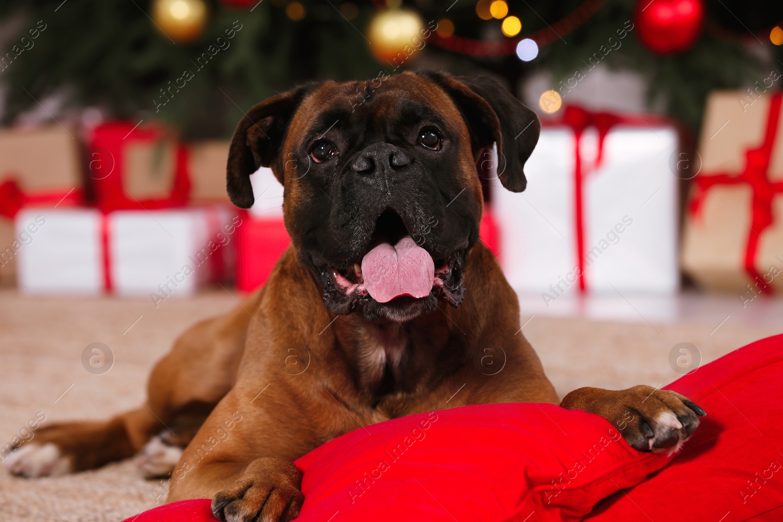 Photo of Cute dog on pillows in room decorated for Christmas