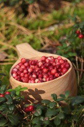 Photo of Many ripe lingonberries in wooden cup outdoors